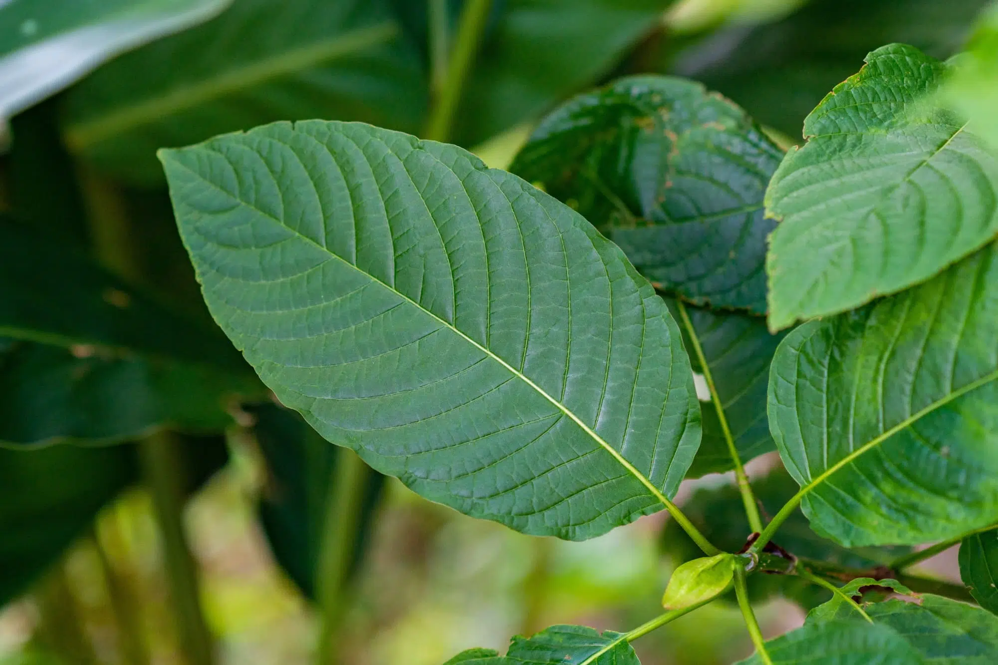 A kratom leaf, Mitragyna speciosa