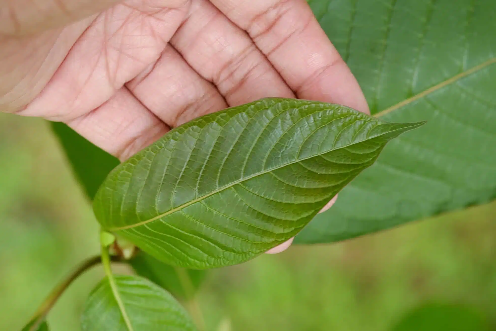Pay attention to both the vein variety and strain, as each has unique benefits.