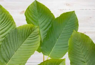 Overview of Green Malay Kratom strain.