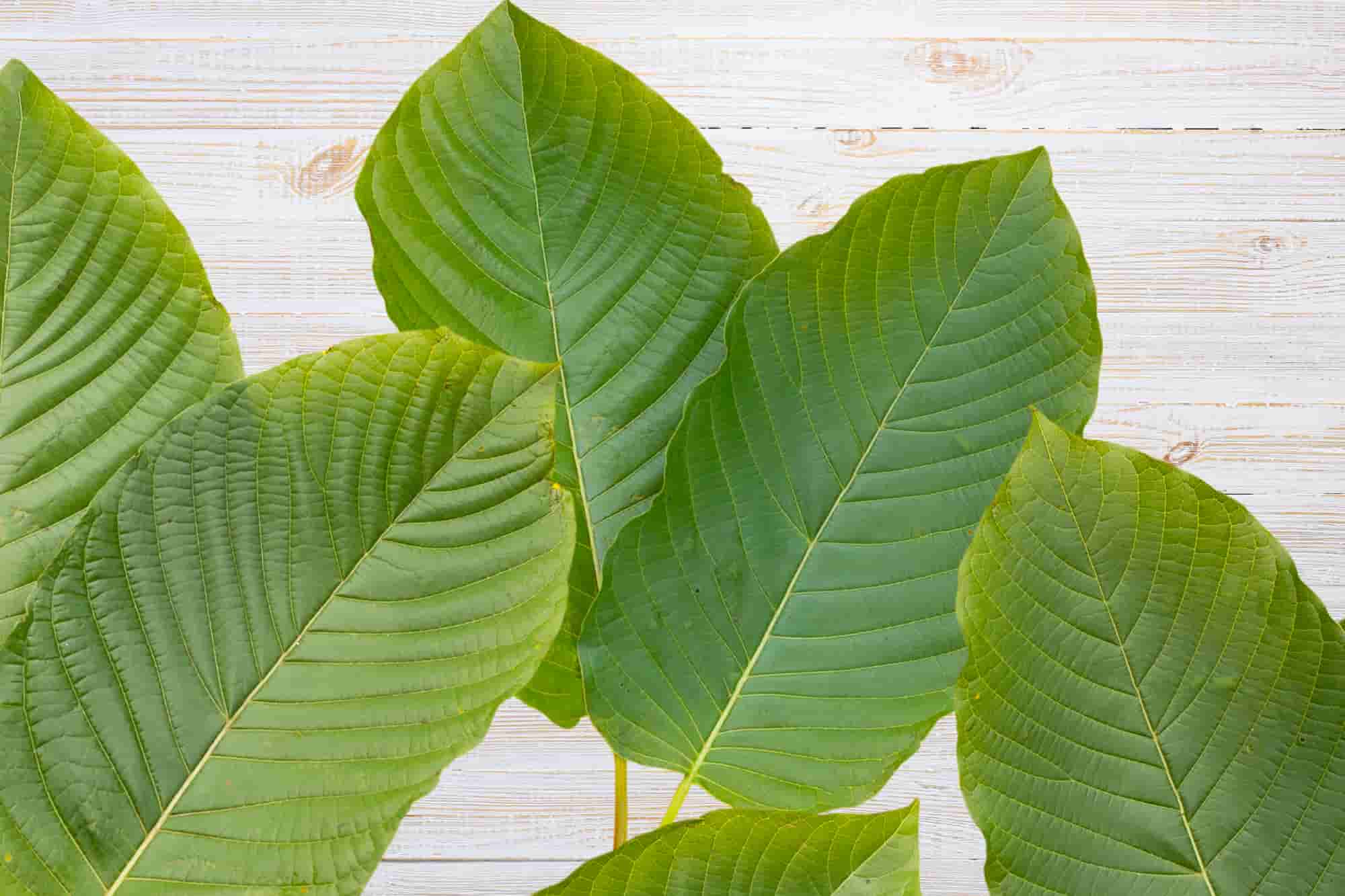 Overview of Green Malay Kratom strain.