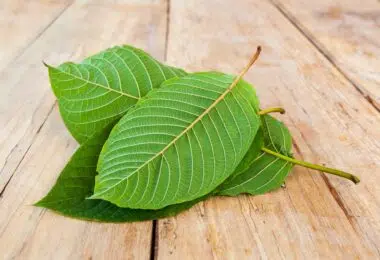 Kratom Legality in Maryland