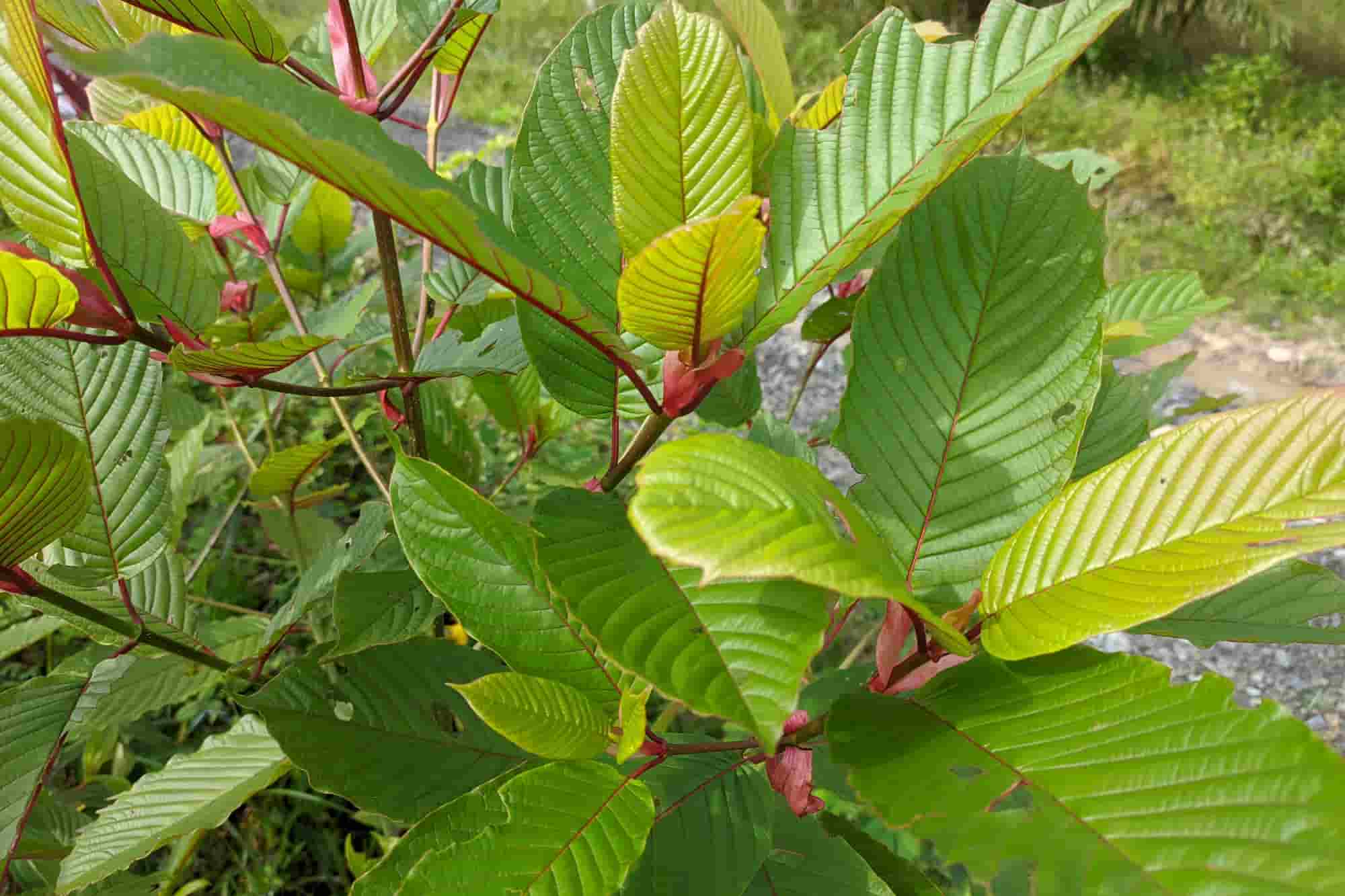 "Red" in Red Hulu Kapuas kratom refers to the vein color of the harvested leaves.