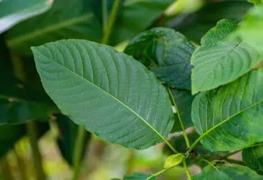 Green Borneo Kratom grows on Borneo, an Indonesian island.