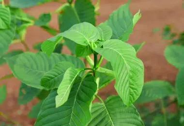 Effects and benefits of Green Maeng Da Kratom.