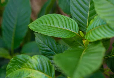 Guide to using red dragon kratom