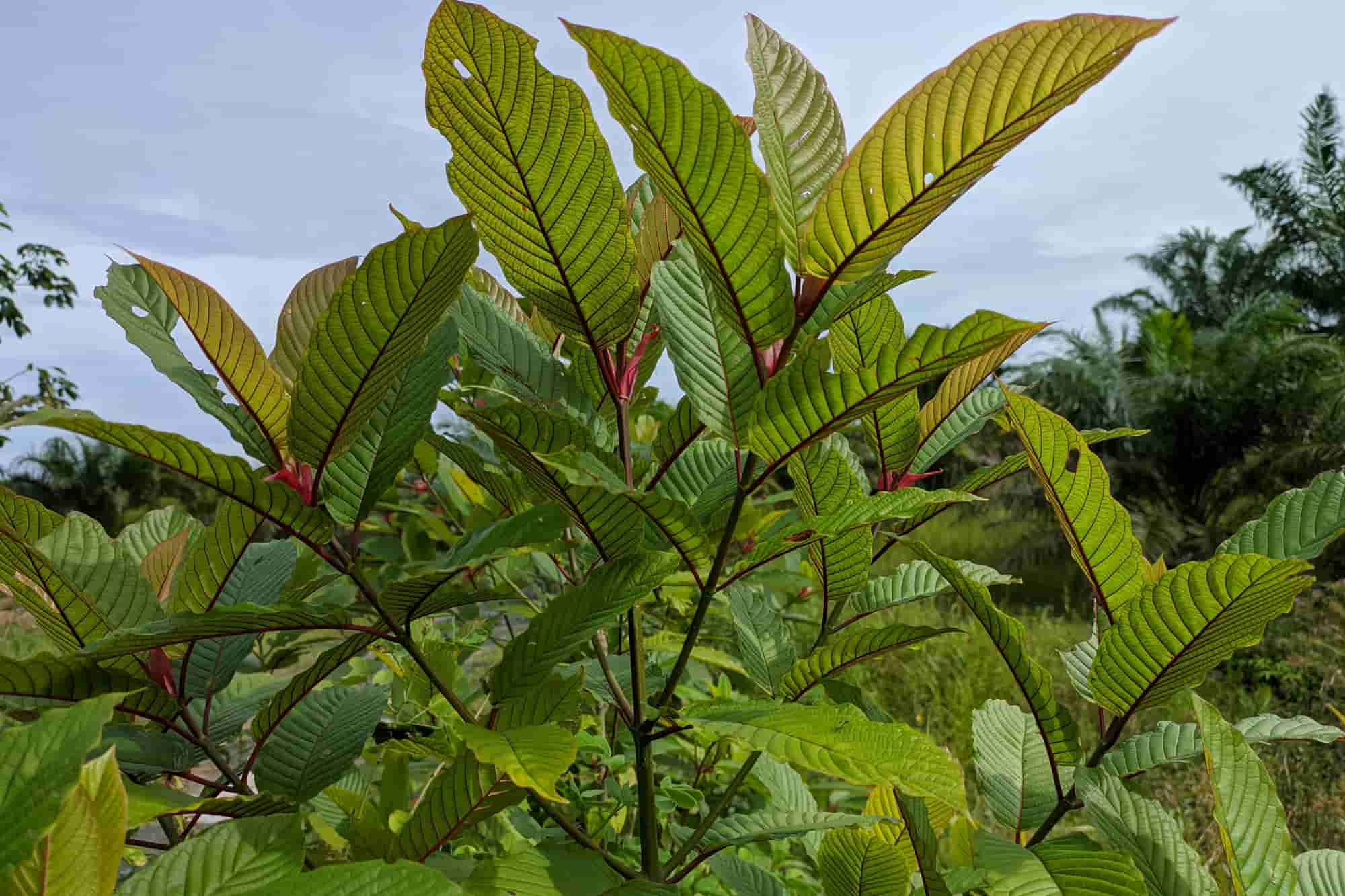 Kratom's legal status in North Dakota remains unchanged.