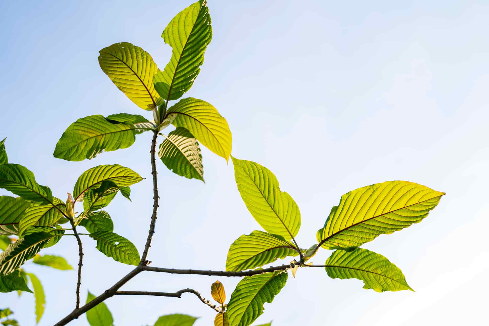 Kratom legal status in Hawaii