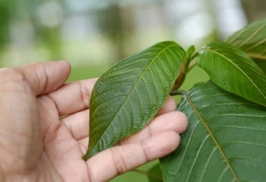 Is Kratom Legal In New Hampshire?