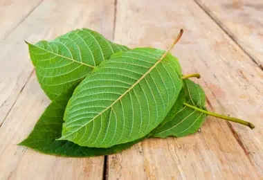 Kratom legalities in West Virginia