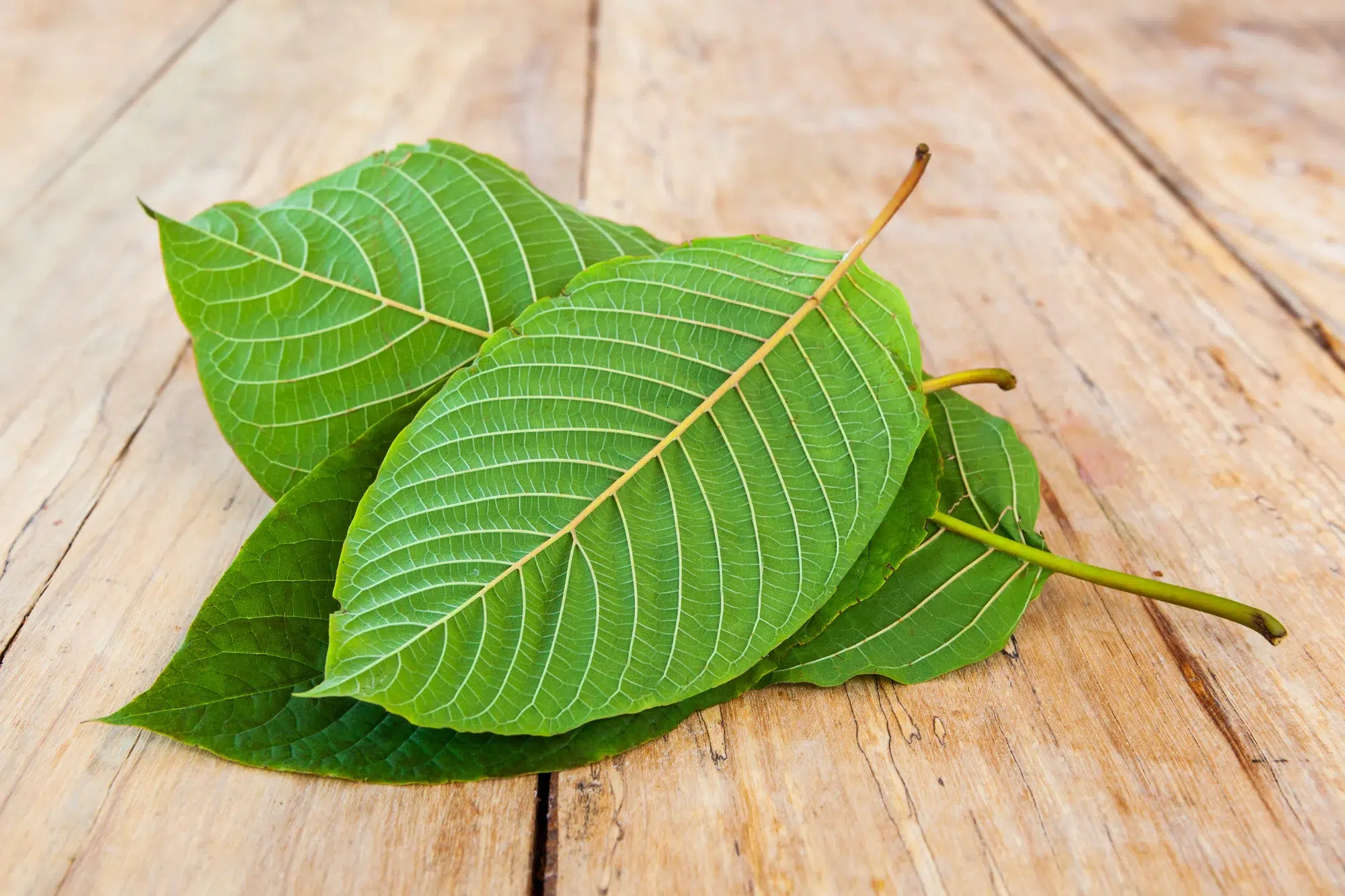 Kratom legalities in West Virginia