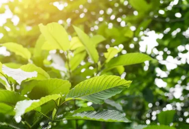 Kratom is legal in the state of Iowa