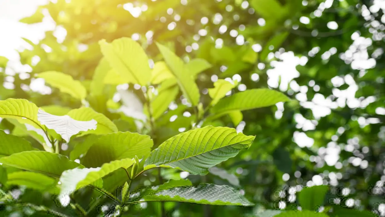 Kratom is legal in the state of Iowa