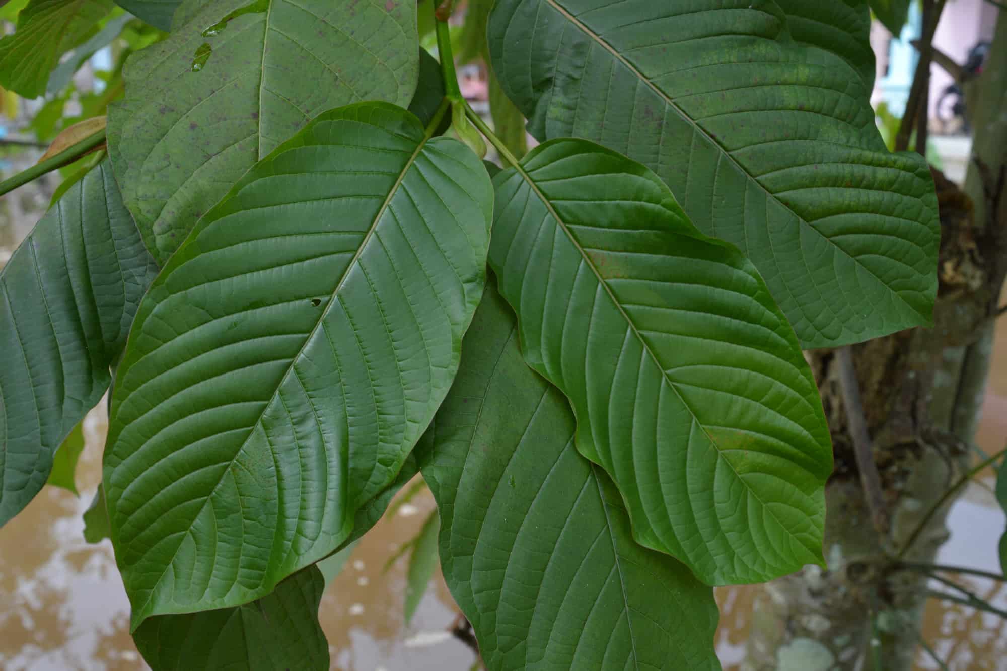 Kratom legalities in Oregon