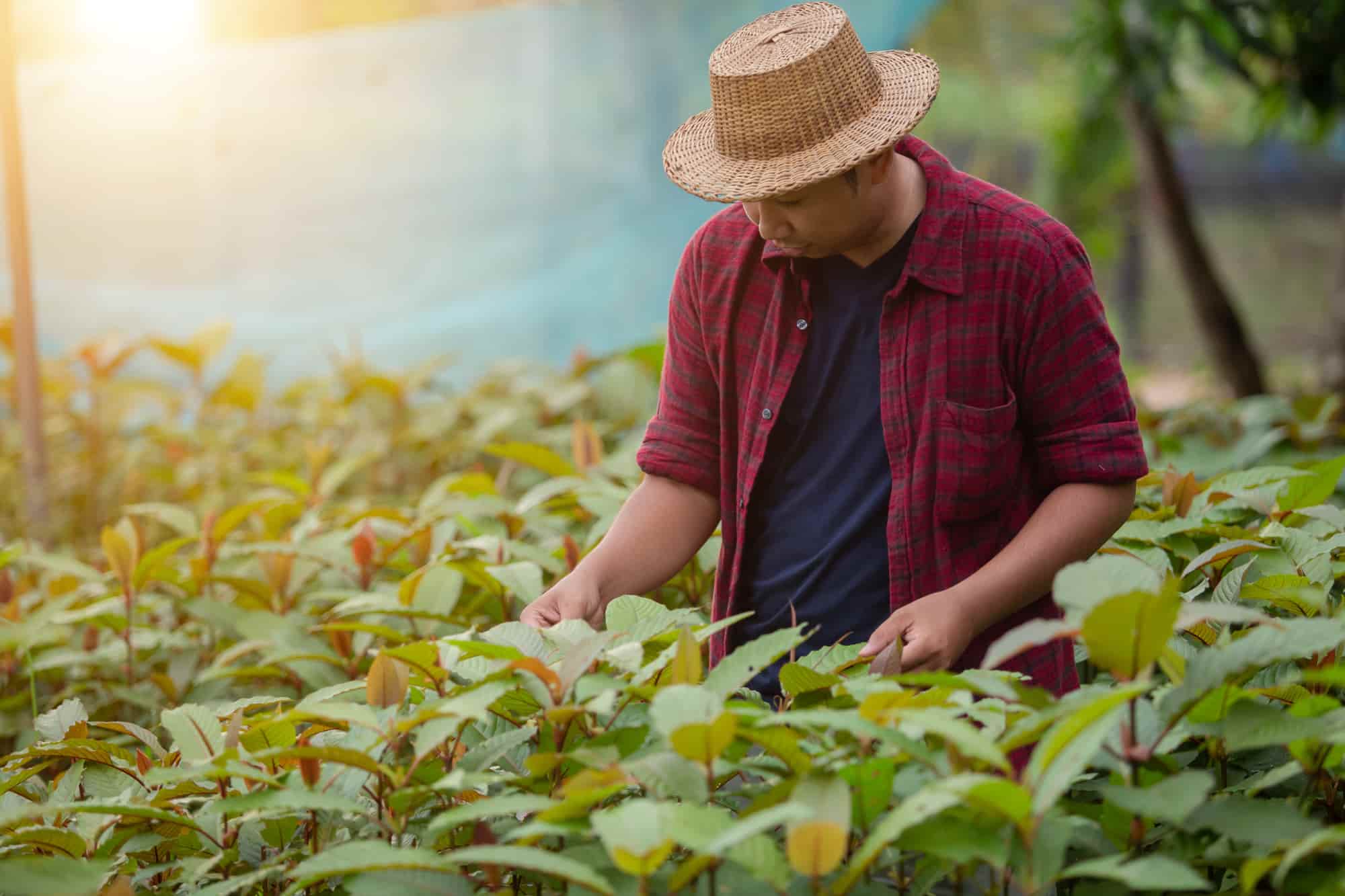 Cultivation of Kratom Herbs