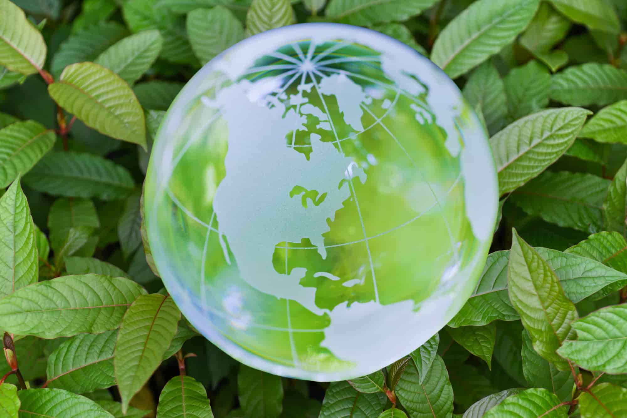 Global shifts and updates in kratom legalization.