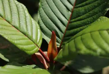 Legal status of kratom in Delaware.