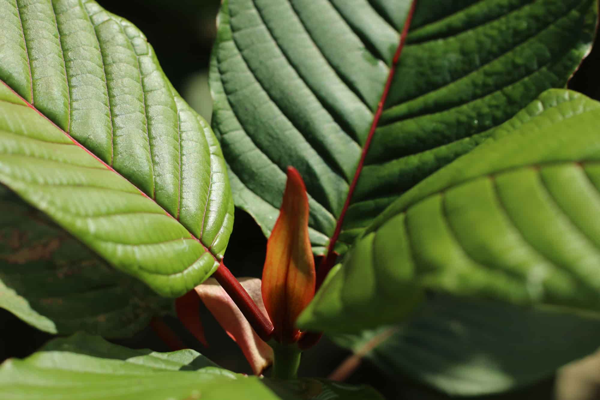 Legal status of kratom in Delaware.