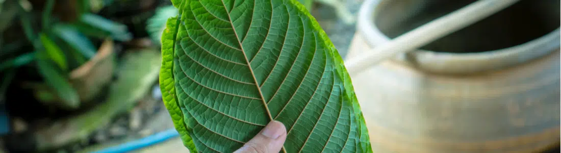 Gold Bali Kratom Strain Review: Health Benefits & Effects to Consider