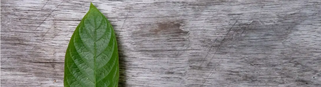 Key Differences and Benefits of Bali vs Thai Kratom