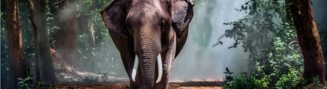 Complete Analysis of Elephant Kratom: Benefits, Effects and Usage