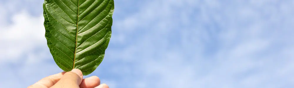 Complete Review of Gold Vietnam Kratom – Effects & Serving Tips