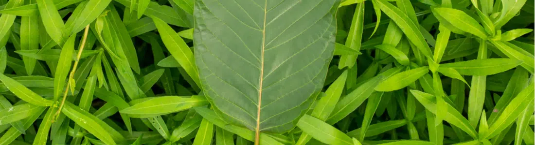 Green Dragon Kratom Review: Effects, Serving Sizes, and Product Facts