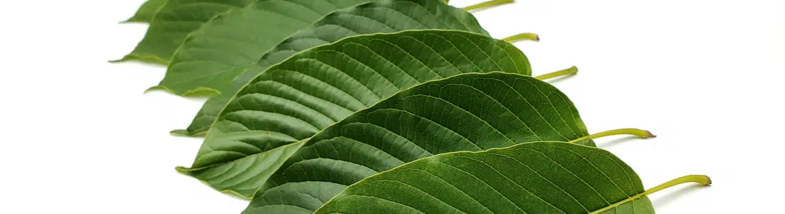 Green Sumatra Kratom Review: Know the Benefits, Uses, and Origin