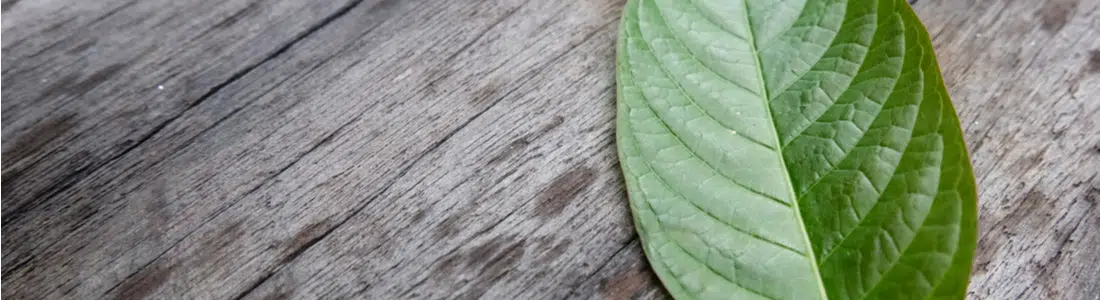 Green Vein Thai Kratom Review: Discover Thailand’s Other Premier Strain