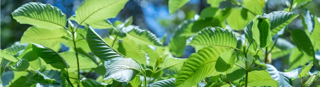 Kratom