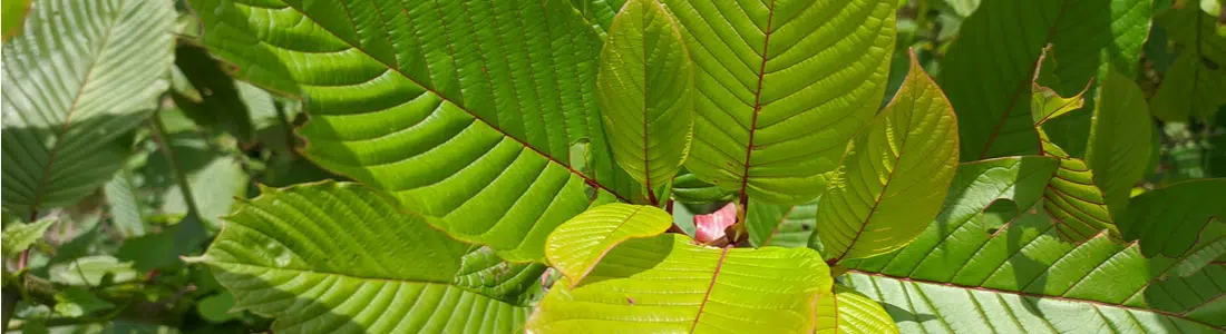 Kratom