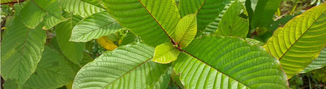 Kratom