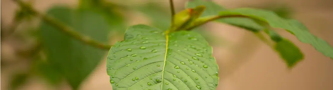 Kratom-and-rain