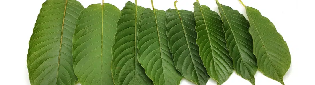 Kratom-leaves