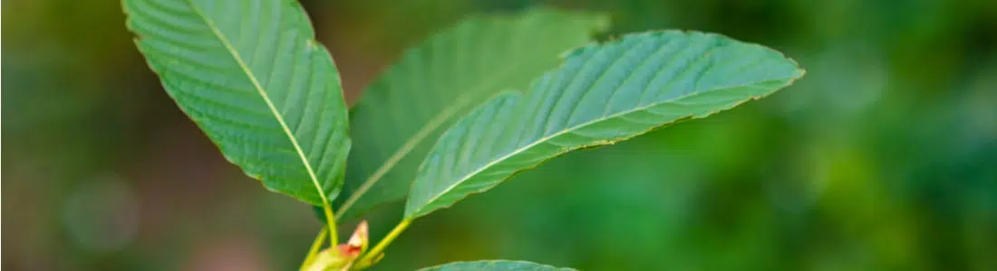 Kratom-leaves