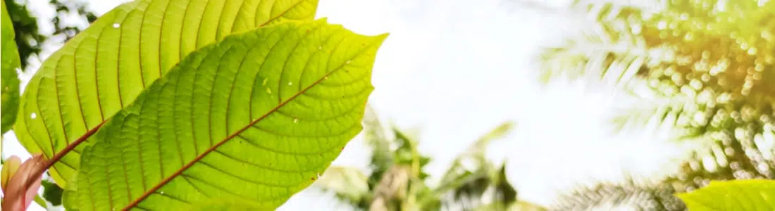 Kratom-leaves