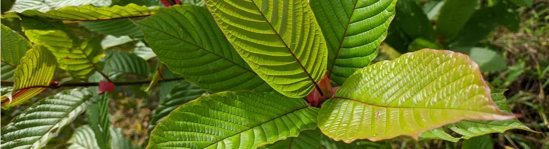 image of kratom leaves