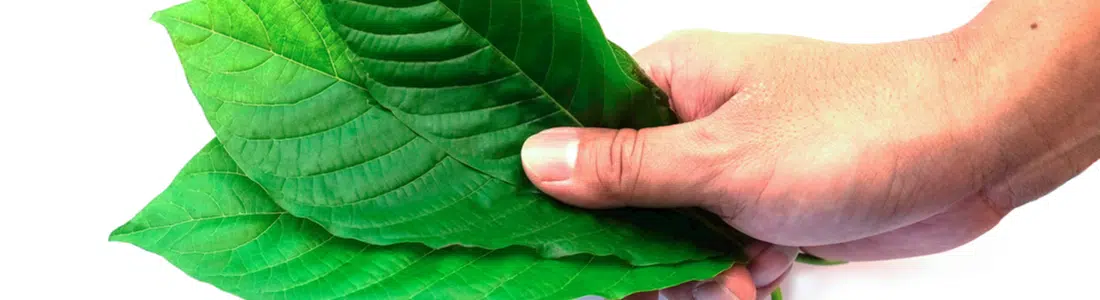 Kratom-Leaves