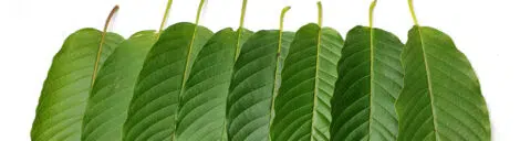 Kratom-leaves