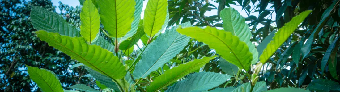 Kratom-leaves-The-Golden-Monk