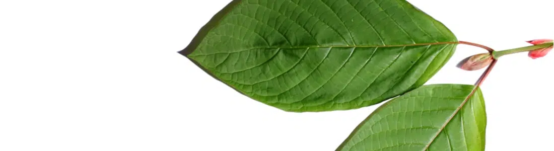 Kratom-leaves