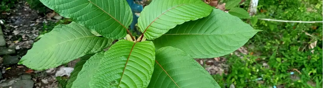 Kratom-leaves
