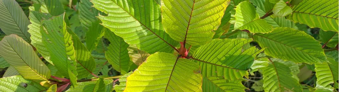 Kratom-leaves