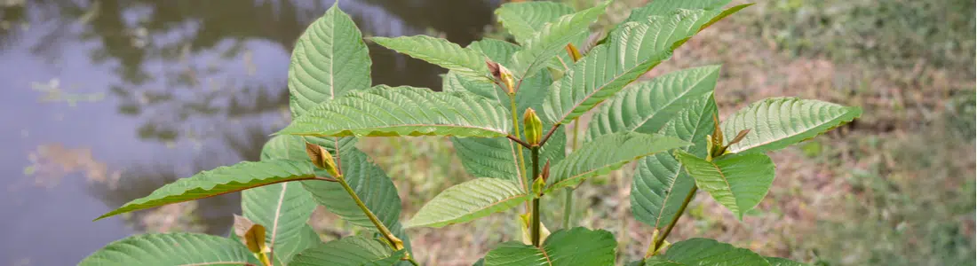 Kratom-leaves