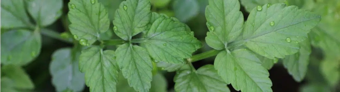 Mitragyna Javanica vs Kratom: Read Our Side by Side Comparison