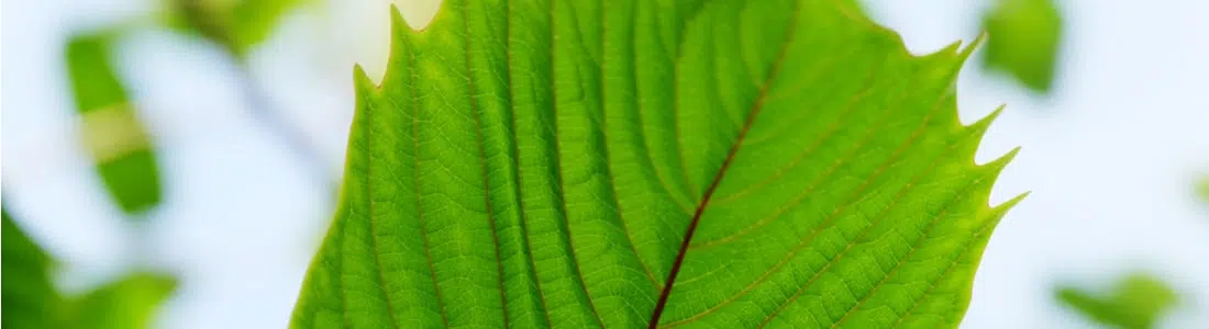 Know How to Choose Your Kratom: Red Bali vs Red Sumatra