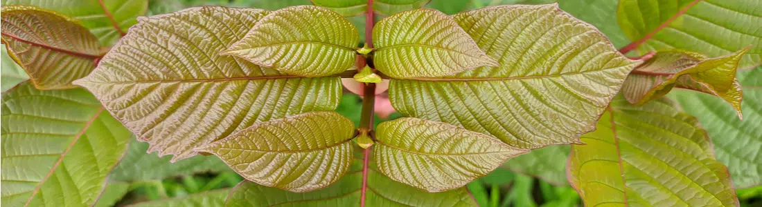 Red Banjar Kratom Complete Analysis: Uses and Benefits