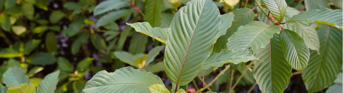 Red Indo Kratom Review: Understanding Benefits & Serving Size Suggestions