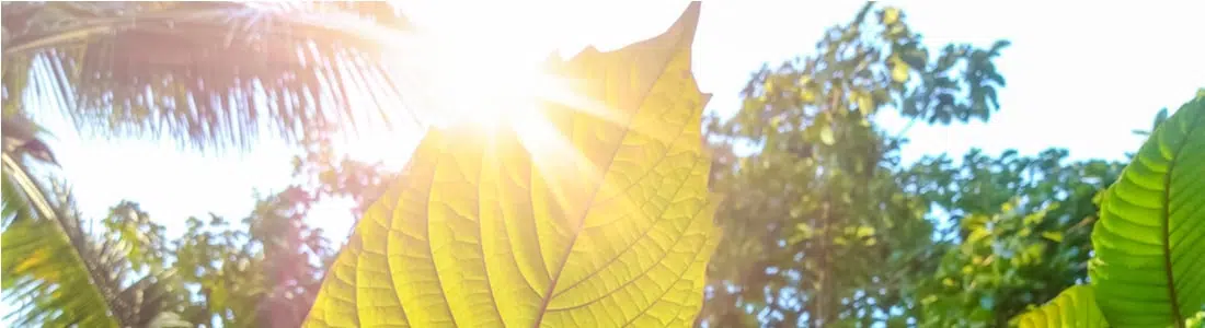 Review on Red Kali Kratom: Effects, Benefits & Safety