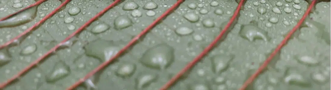 Red Sulawesi Kratom Review: What are the Uses and Benefits?