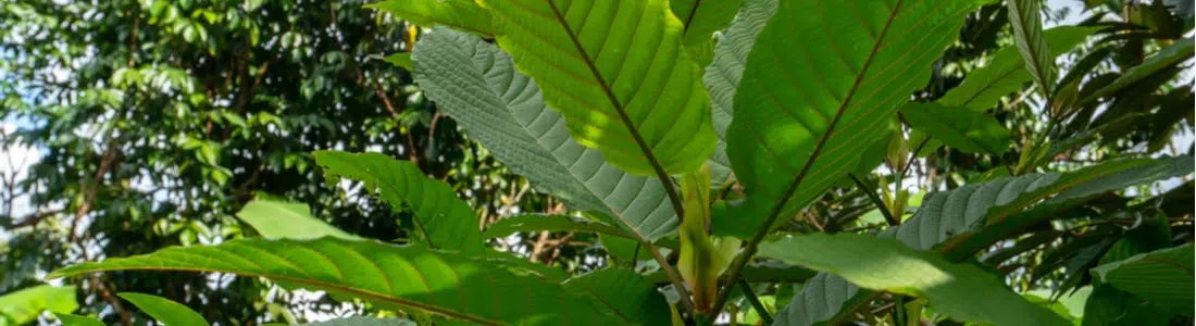 Red-Sumatra-Kratom-Leaves-The-Golden-Monk